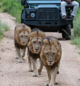 Three male lion walk in front of a game drive vehicle, seen on a South Africa honeymoon.