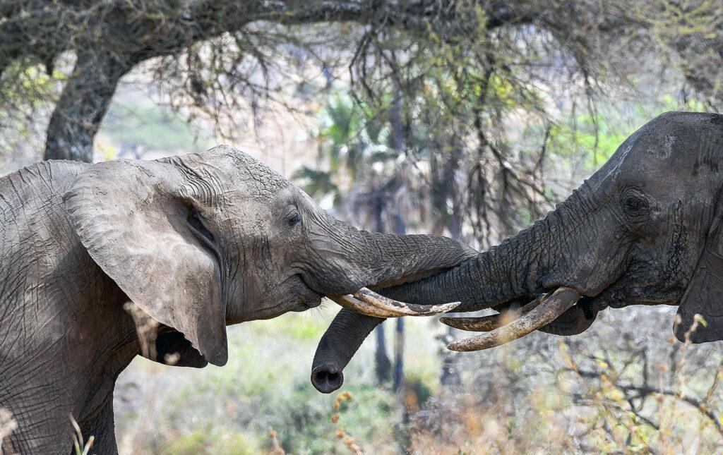 Two elephants touching trunks and entwining tusks in a greeting in the bush.