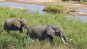 Two elephants with impressive tusks grazing along a river in Kruger National Park.