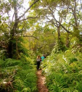 Small group of guests follow their guide through the lush forest on a wlaking safari.