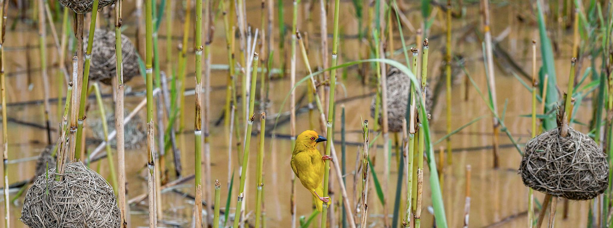 A weaver bird building a nest, seen on a birding tour in South Africa.
