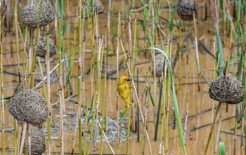 A weaver bird building a nest, seen on a birding tour in South Africa.