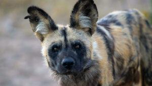 An African Wild Dog wondering in the Kruger National Park.