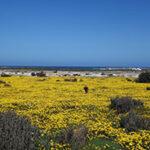 A carpet of yellow wild flowers at the West Coast.