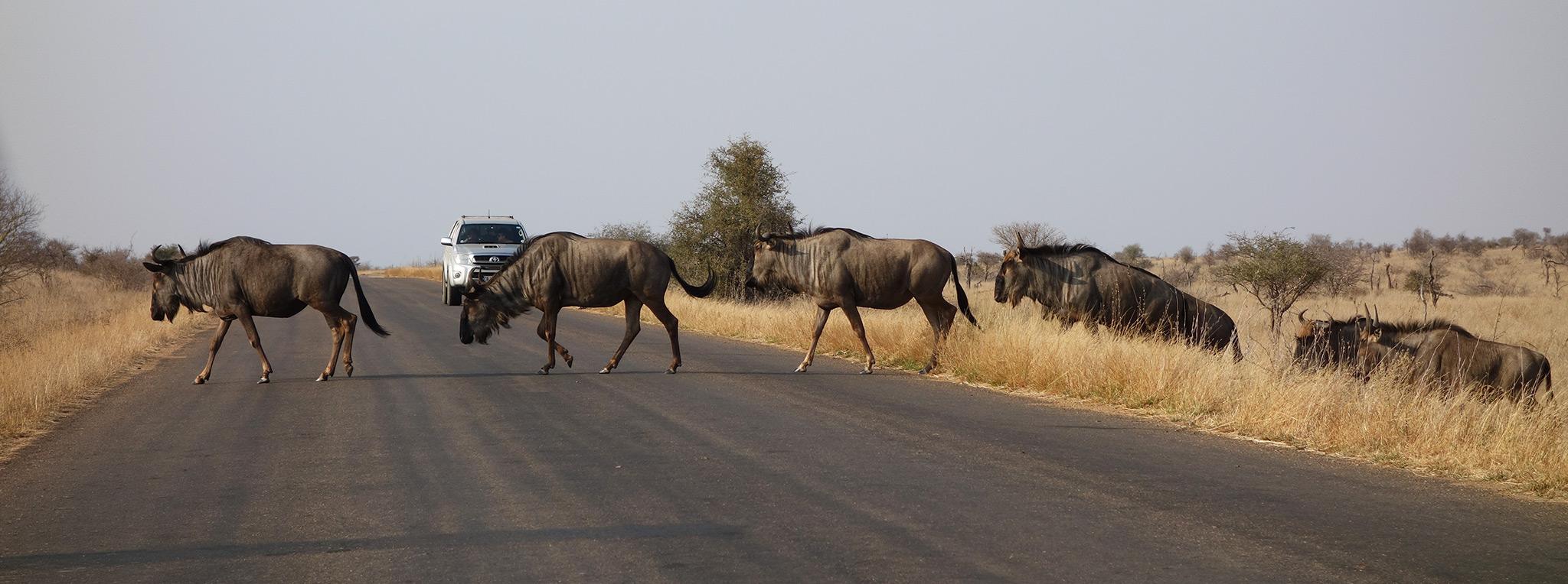 Wildebeest crossing a road on a Kruger self-drive safari in Kruger National Park.