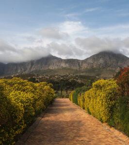 A pathway in a wine farm near Cape Town with mountains in the background.