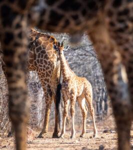 A young giraffe photographed through the legs of a taller giraffe on a South Africa photo safari.