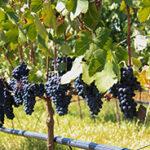 South African vineyard with ripe red grapes, part of a tour from Johannesburg to Cape Town.