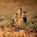 Four meerkats standing in a bush in a South African safari landscape.