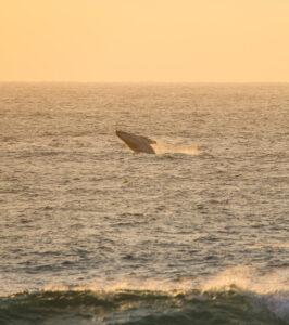 A whale leaping out of the ocean at sunset.