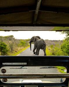 A big bull elephant crosse sthe road infront of an open safari vehicle on a game drive.