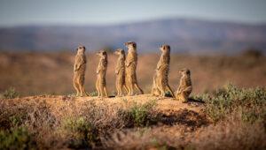 Group of meerkats on a hill in the Oudtshoorn region, South African safari