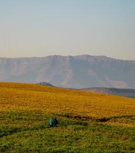 Two guests on a hiking trail towards the Drakensberg Mountains through a field of yellow flowers.