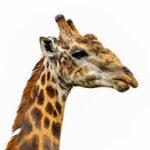 Close-up of a giraffe's head, a common sight on a South African safari tour from Johannesburg to Cape Town.