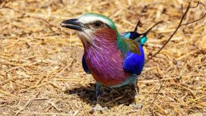 A lilac-breasted roller, part of south africa wildlife, catching a bug on the ground, its vivid plumage on full display.