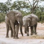 Two African elephants standing in a dry, grassy savanna on a South African safari.