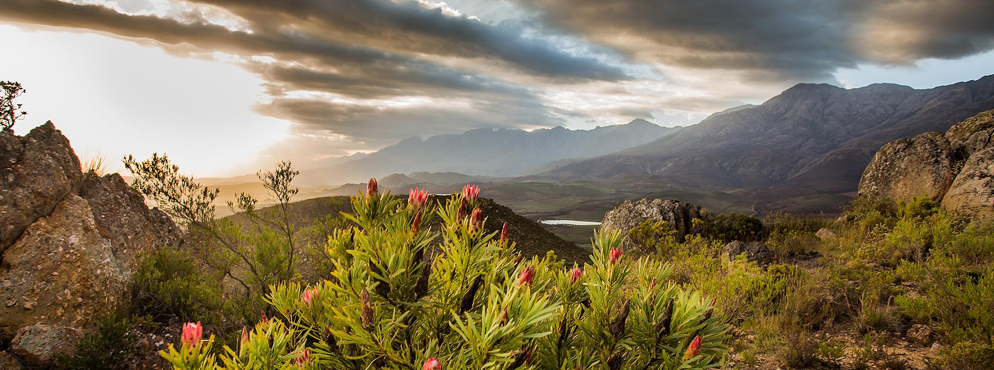 Scenic mountain landscape with protea flowers near Oudtshoorn, South Africa
