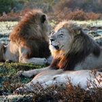 Big five at Kariega Nature Reserve
