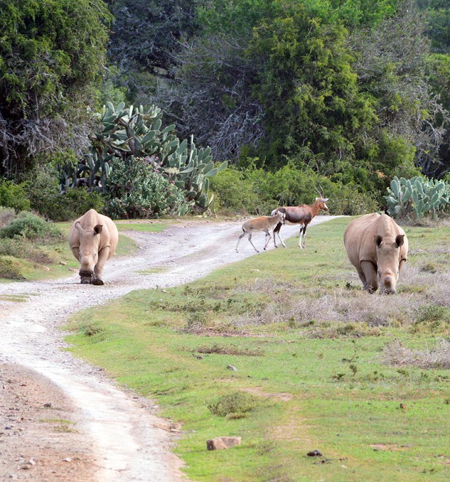 Kariega Game Reserve