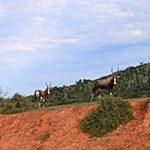 Two bontebok antelope at Kariega Nature Reserve