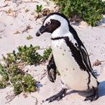 African Penguin at Boulders Beach