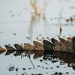 A crocodile tail in shallow water near St. Lucia