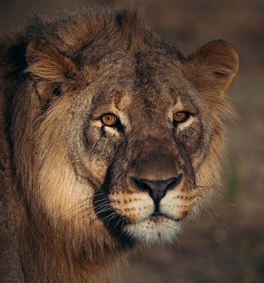 Sabi Sands Game Reserve