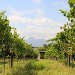 Stellenbosch Cape Winelands