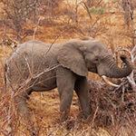 Elephant in the Kruger area