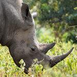 White rhino grazing in Hluhluwe - iMfolozi Park