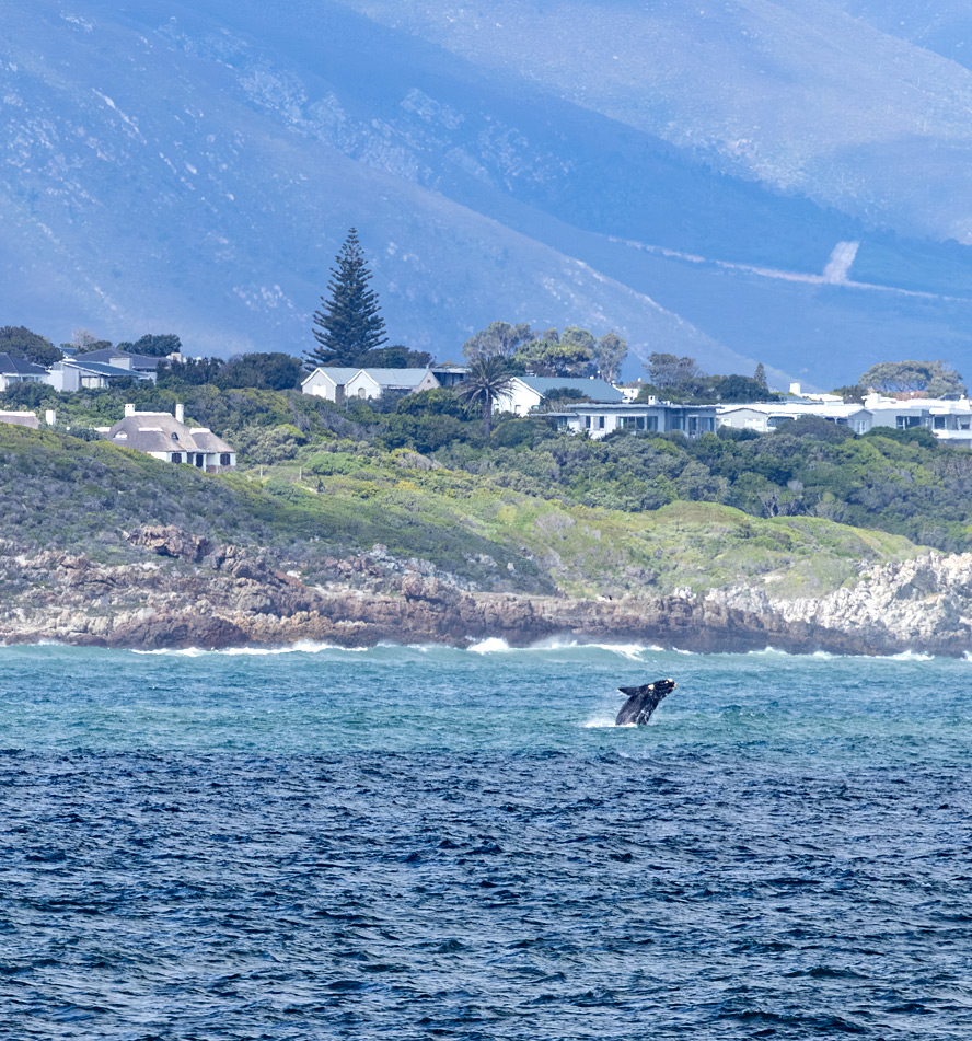 Hermanus