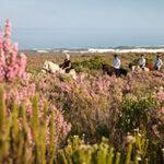 Horse Riding - Grootbos Forest Lodge