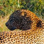 Leopard head close up sighting on game drive