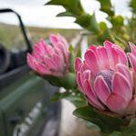 Fynbos in the Grootbos wilderness