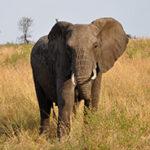 Elephant in the South African bush