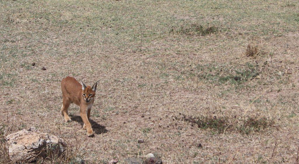 Caracal cat walking in dry grassland on a South African safari