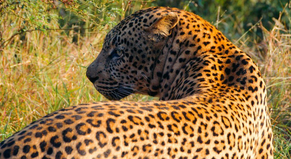Leopard on a South African safari, showcasing its spotted coat and alert gaze.