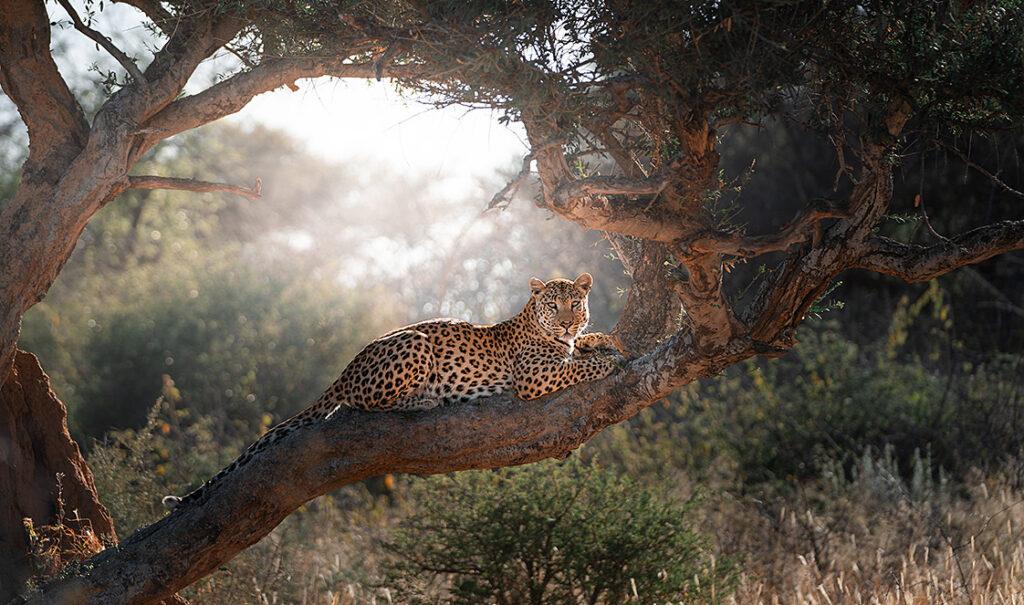Leopard resting on a tree branch near Kruger Park