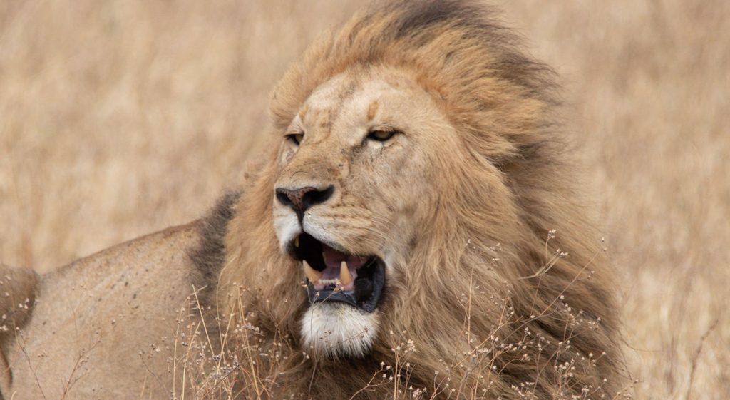 Majestic male lion with mane in dry grass on South African safari