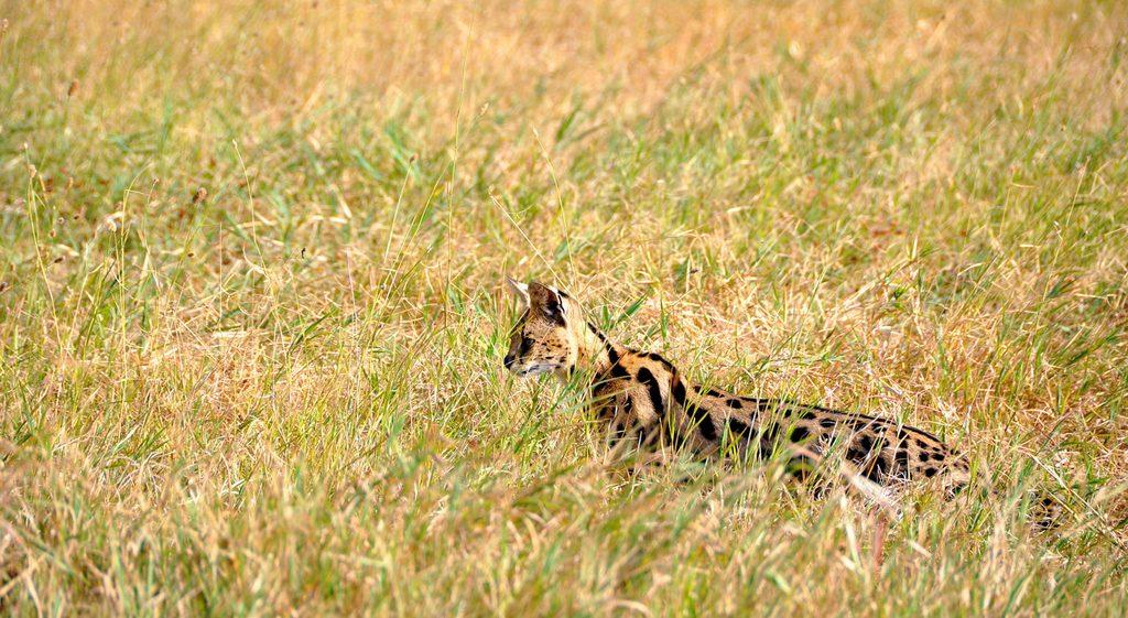 Serval cat lying in dry grass on a South African safari